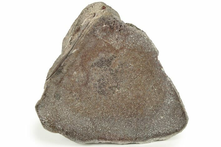 Polished Dinosaur Bone (Gembone) Section #227405